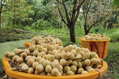 Ha Chau Burmese grape season in Can Tho