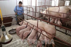 The Minh Loc Breeding Pig Production and Livestock Cooperative in Cam Minh commune, Ha Tinh province. (Photo: VNA)