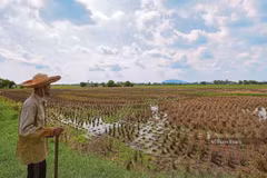 Malaysia advances financial aid to support rice farmers