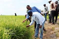 Zambia's Minister of Agriculture Reuben Mtolo Phiri (first, left), learns about the OM19 rice variety grown at Tien Thuan cooperative in Thanh Quoi commune,, Can Tho city (Photo: VNA)