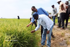 Zambia's Minister of Agriculture Reuben Mtolo Phiri (first, left), learns about the OM19 rice variety grown at Tien Thuan cooperative in Thanh Quoi commune,, Can Tho city (Photo: VNA)