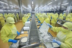 Shrimp processing for export (Photo: VNA)