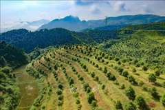 Macadamia farm in Quai Nua commune, Tuan Giao district, northern province of Dien Bien. (Photo: VNA)