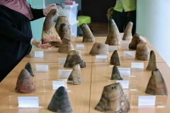 The seized horns came from the white rhinoceros (Ceratotherium simum), according to the National Parks Board’s Centre for Wildlife Forensics. (Photo: www.straitstimes.com)