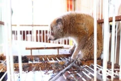 The pygmy slow loris (Nycticebus pygmaeus) was handed over to authorities by a resident of Con Say hamlet, Quynh Anh commune, on November 28. (Source: truyenhinhnghean.vn)