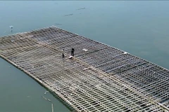 Local fishermen check and reinforce aquaculture rafts in Ha An ward, Quang Ninh province (Photo: VNA)