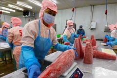 Workers process tuna for export at the Ba Hai JSC factory in Phu Yen province. (Photo: VNA)