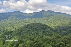 Vietnam is among Asia’s leading countries in forest restoration and sustainable forest management. (Photo: VNA)