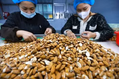 Workers sort and process almonds for export at the factory of Gold Tree Food Vietnam Co., Ltd., a wholly Chinese-owned company, in Tu Ha Industrial Park, Hue city. (Photo: VNA)