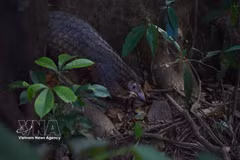Nine Sunda pangolins (Manis javanica) have been released back into the wild at the Bach Ma National Park. (Photo: VNA)