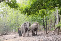 A mahout from the Dak Lak centre for elephant conservation, wildlife rescue, and forest protection management treks alongside elephants in search of water and food. (Photo: VNA)