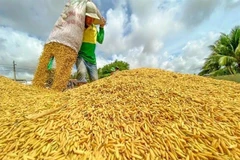 A farmer at work during rice harvest season in the Mekong Delta. (Photo: VNA)
