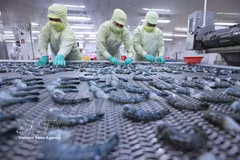 Freezing black tiger shrimp for export at a processing plant of the Minh Phu Seafood Corporation. (Photo: VNA)