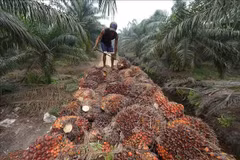 Workers harvest palm oil fruit in Pelalawan, Riau province, Indonesia. (Photo: AFP/VNA)