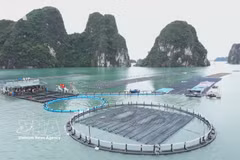 Marine farming emerges as a new growth engine