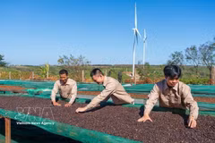 Coffee production process at Ngon Avatar Co., Ltd. meets the requirements for official exports to New Zealand and several European markets. (Photo: VNA)