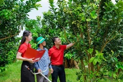 Agribank partners with farmers in a preferential credit scheme (Photo: qdnd.vn)