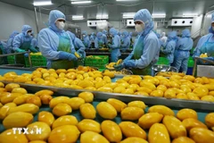 Workers process mango for export to the US, Europe, the Republic of Korea, and Japan at the An Giang Fruit-Vegetables & Foodstuff Joint Stock Company in Lam Dong province. (Photo: VNA)