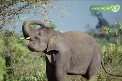 Indonesia takes another step forward in elephant conservation