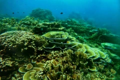 Indonesia establishes two more maritime conservation areas