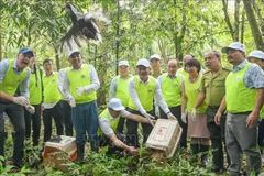 Wildlife animals are released back to nature in Cuc Phuong National Park. (Photo: VNA)