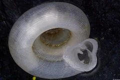 Cambodia discovers new animal species in karst caves