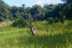 An Eld’s deer is captured on a camera trap installed in Chu Mom Ray National Park. (Photo courtesy of Chu Mom Ray National Park).