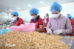 Vietnam’s cashew exports in 2025 are estimated at 766,600 tonnes, generating more than 5.2 billion USD (Photo: VNA)