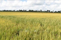 A rice field in Los Palacios district, Pinar del Río province, Cuba. (Photo: VNA)
