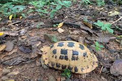 The turtle is released back into the natural forest habitat as part of conservation efforts (Photo: VNA)