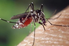 Laos records more than 1,400 dengue fever cases