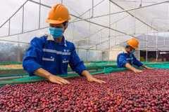 Staple agricultural exports such as pepper and coffee remain resilient, relatively insulated from the US tariffs. (Photo: thanhnien.vn)