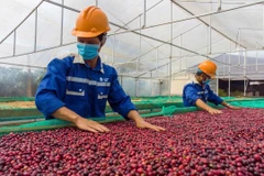 Staple agricultural exports such as pepper and coffee remain resilient, relatively insulated from the US tariffs. (Photo: thanhnien.vn)