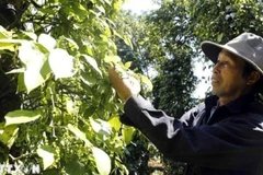 A farmer harvest pepper. (Photo: VNA)