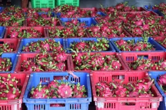 Vietnam's dragonfruits for export (Photo: VNA)