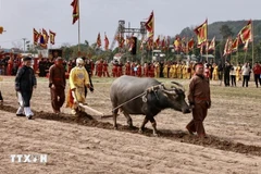 At Doi Son ploughing festival (Photo: VNA)