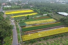 The My Phong flower village in My Phong ward, Dong Thap province, enters the harvest season serving the 20206 Lunar New Year. (Photo: VNA)