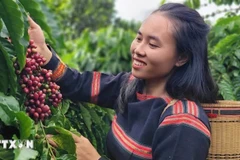 Coffee harvested using organic farming methods. (Photo: VNA)
