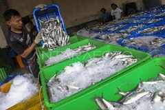 A worker transfers fish catch into ice boxes at a fish auction site in Banten province of Indonesia. (Photo: Antara)