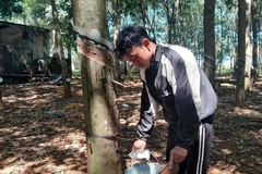 A worker extracts rubber latex. Vietnam earned 3.4 billion USD from exporting 2 million tonnes of rubber latex in 2024. (Photo: VNA)