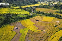 Golden-ripened rice season in Dien Bien province, Muong Nhe district (Photo: VNA)