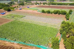 A VietGAP-oriented vegetable farming model adopted by farmers in An Phu commune, Quang Ngai province, has proven effective. (Photo: VNA)