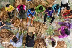 Many start-up models of rural women have increased value of local products while creating jobs for local residents. (Photo: VNA) 