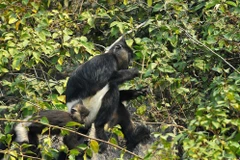 Hanoi launches regional biodiversity conservation initiative
