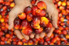 Mideast conflict clouds Malaysia’s palm industry