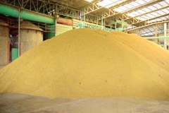 A stockpile of rice in storage. (Photo: Bangkokpost.com)