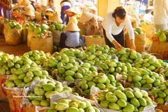 Mango is one of key export products of Dong Thap (Photo: VNA)