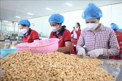 Workers pack cashew nuts at Duc Thinh production and trading co., ltd., former Binh Phuoc province (Photo: VNA)