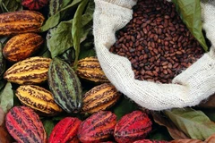 Indonesia, US eye deal on tariff exemptions for palm oil, coffee