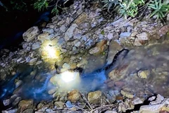 The python is transported to a suitable area and released back into the wild. (Photo: VNA)